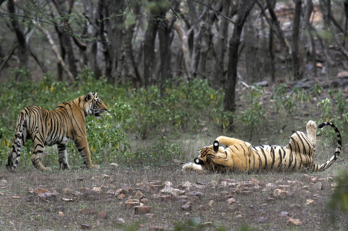 Die Zahl der Tiger ist in einigen asiatischen Ländern erfreulich nach oben gegangen: Indien vermeldete 2023 über 3600 Tiger - das sind zwei Drittel des globalen Bestands. AP
