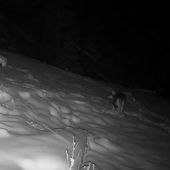 Freude und Kritik an EU-Entscheidung zum Schutzstatus des Wolfes