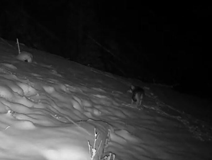Dieses Bild lieferte die Wildkamera oberhalb von Übersaxen. Experten zweifeln nicht, dass darauf ein Wolf zu sehen ist. JÄGERSCHAFT