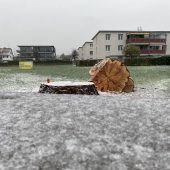 Ein gefällter Mammutbaum erzürnt Lochau