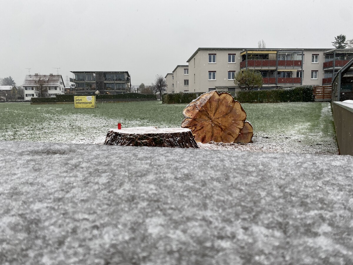 Eine Grabkerze erinnert an den gefällten Mammutbaum. VN/RAUCH
