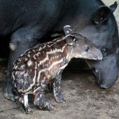 Kleiner Tapir