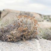 Immortelle: Der  Duft der Macchia