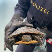 Rätsel um Schildkröte