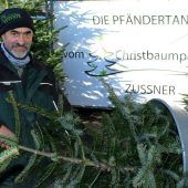 Eine Pfändertanne als Weihnachtsbaum