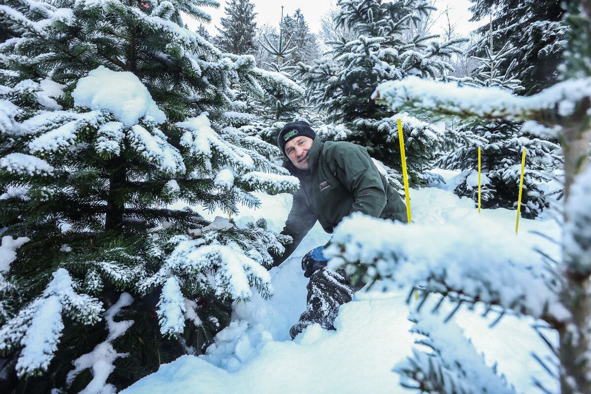 Markus Dünser inmitten seiner Christbaumplantage. VN/Steurer