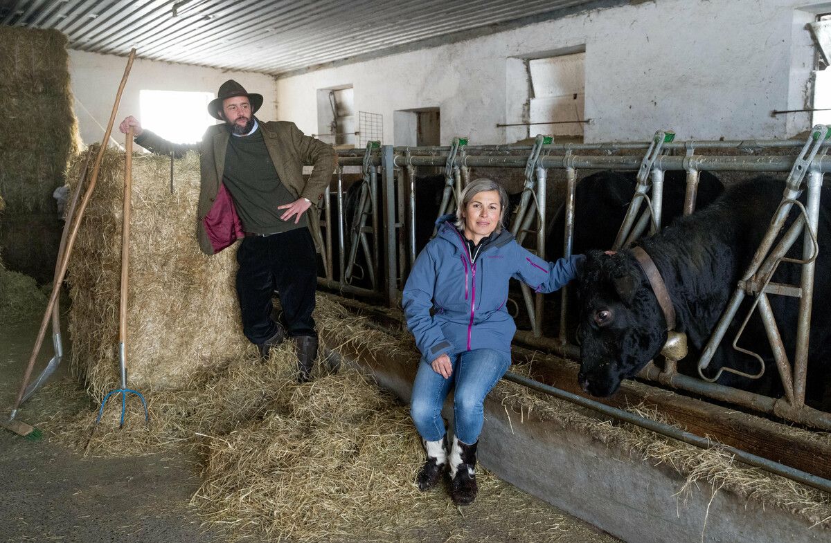 Härle und Hagen im Stall bei den Angusrindern. VN/Stiplovsek
