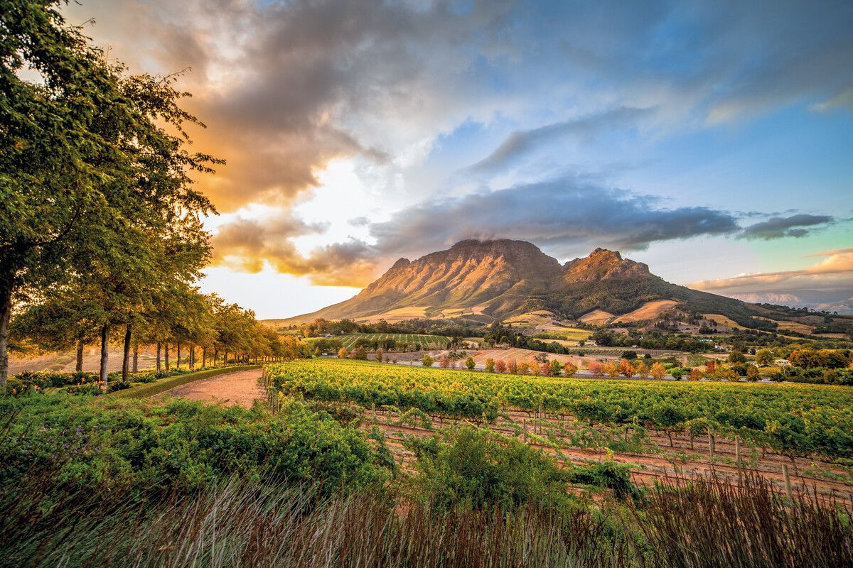 Stellenbosch ist bekannt für seine Weingüter, aber auch radeln lässt es sich hier sehr gut. Shutterstock