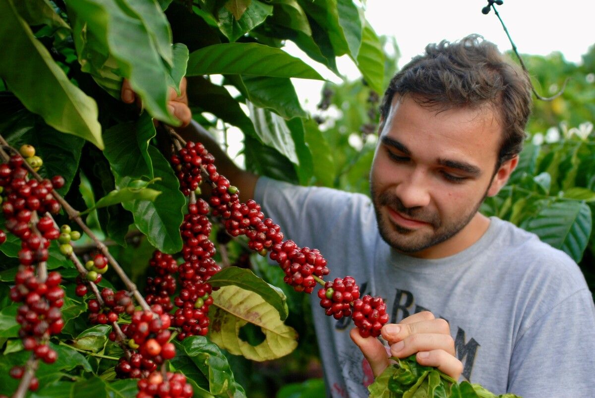 Trevisan mit den reifenden Kaffeekirschen. Direkter Kontakt zu den Kaffeebauern und anderen Partnern ist für ihn wichtig.