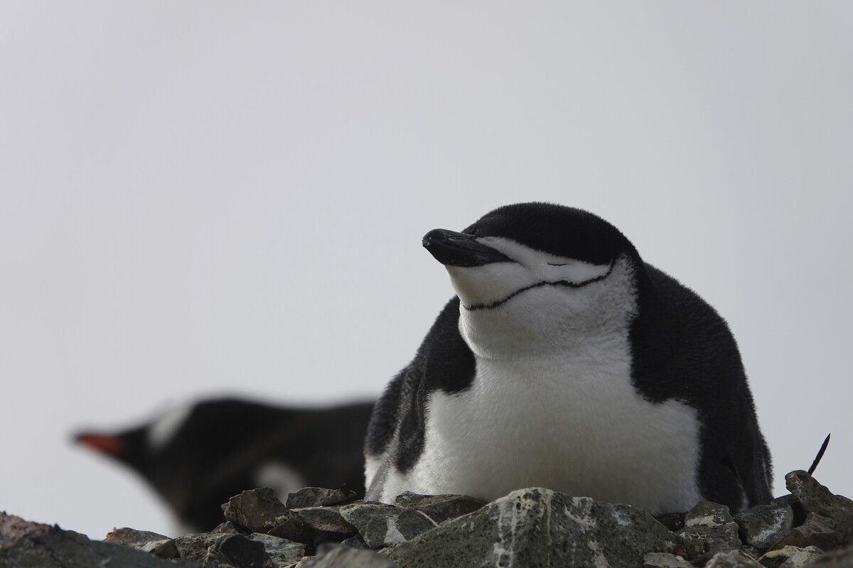 Zügelpinguine schlafen immer nur ein paar Sekunden am Stück. AP