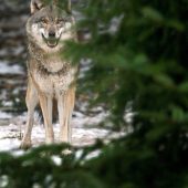 Im Angesicht des  Wolfes Ruhe bewahren