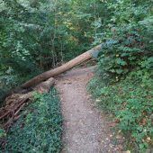 Forstarbeiten an  der Schlossbergstraße