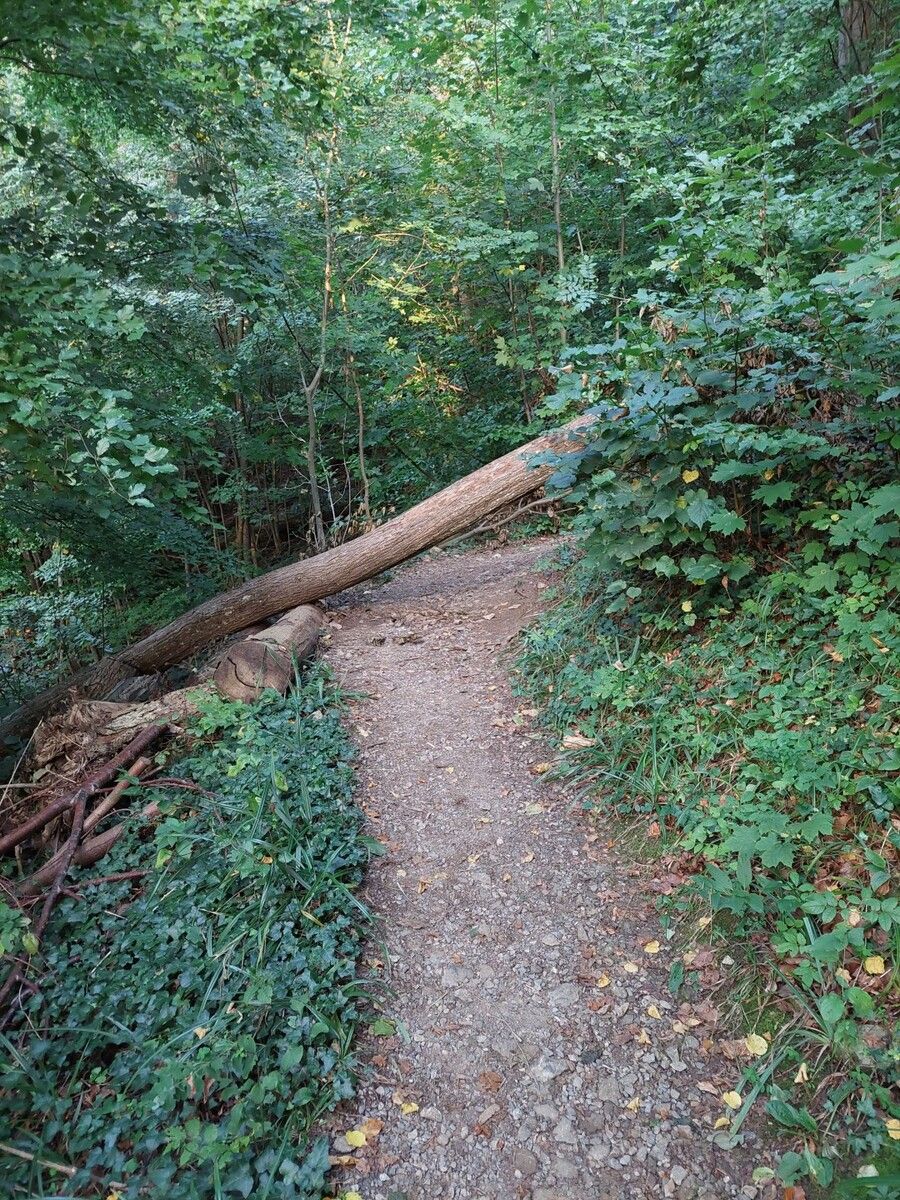 Bäume auf Wanderwegen werden aus Sicherheitsgründen entfernt. Stadt Hohenems