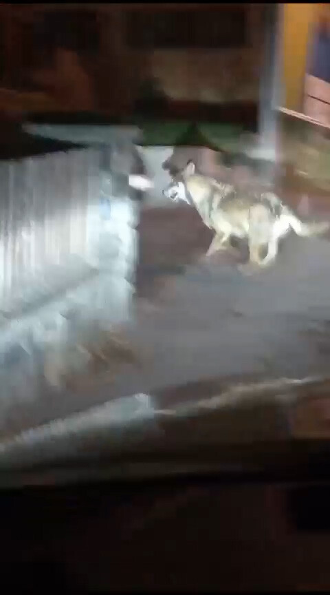 Dieses Tier wurde von der BH Bludenz zum Abschuss freigegeben.