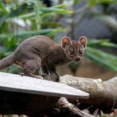 Fossa-Nachwuchs gedeiht prächtig