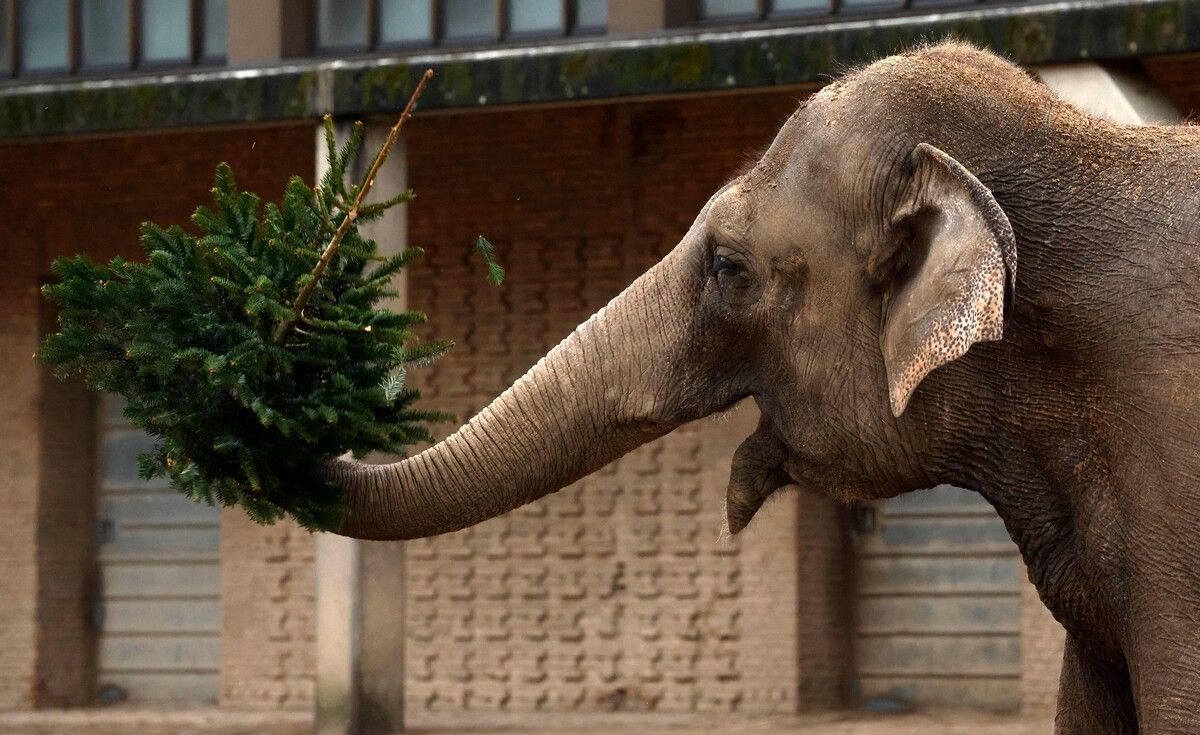 Dieser Elefant im Berliner Zoo lobt einen extrem schönen Christbaum. Ob es dafür aber auch einen Schnaps gab, ist nicht überliefert. AFP