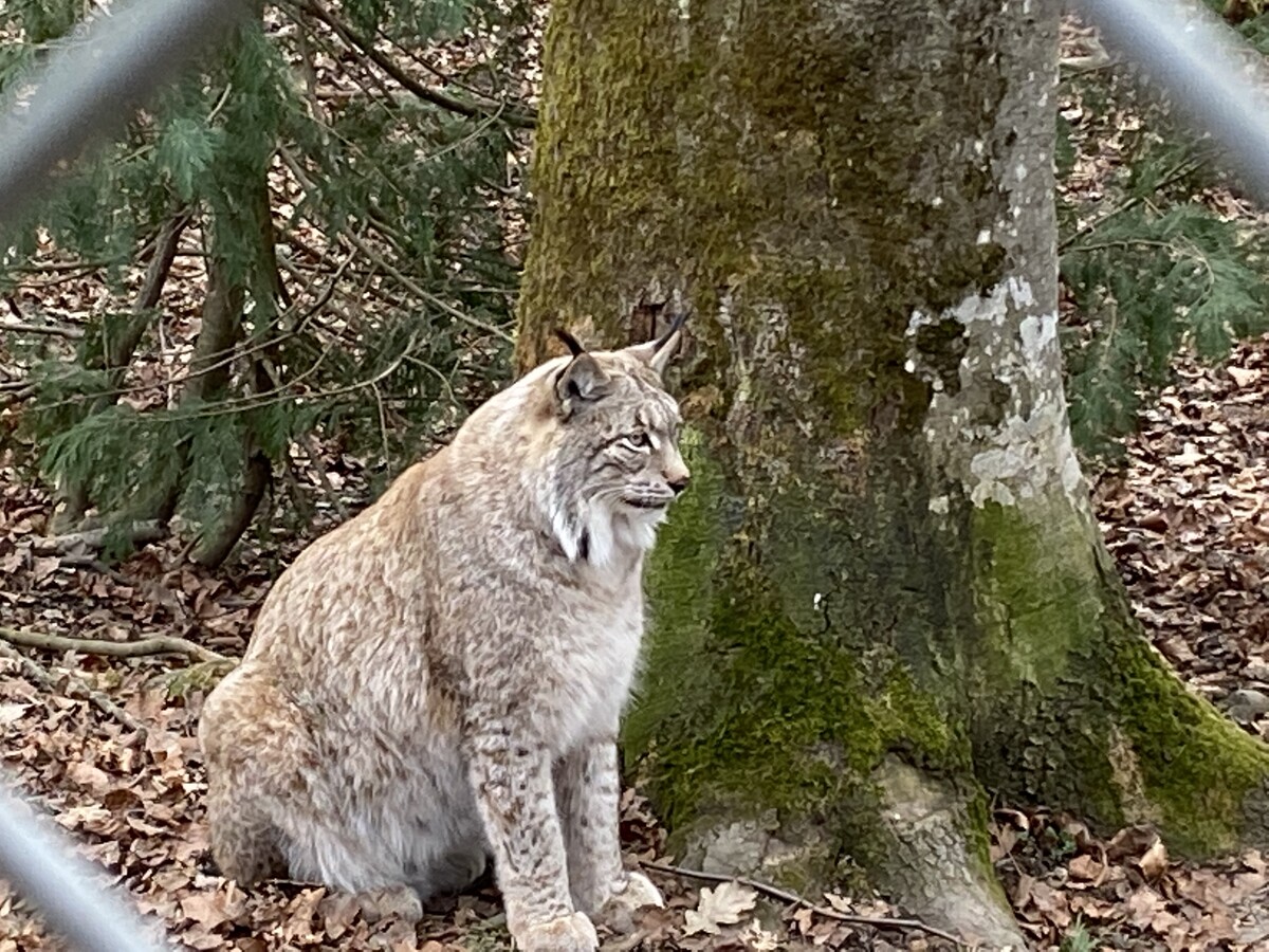 Dieser Luchs befand sich ursprünglich im Feldkircher Wildpark. Doch er wurde wenig später ausgewildert. VN/HALLER