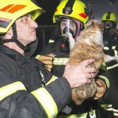 Bewohner und Hunde gerettet