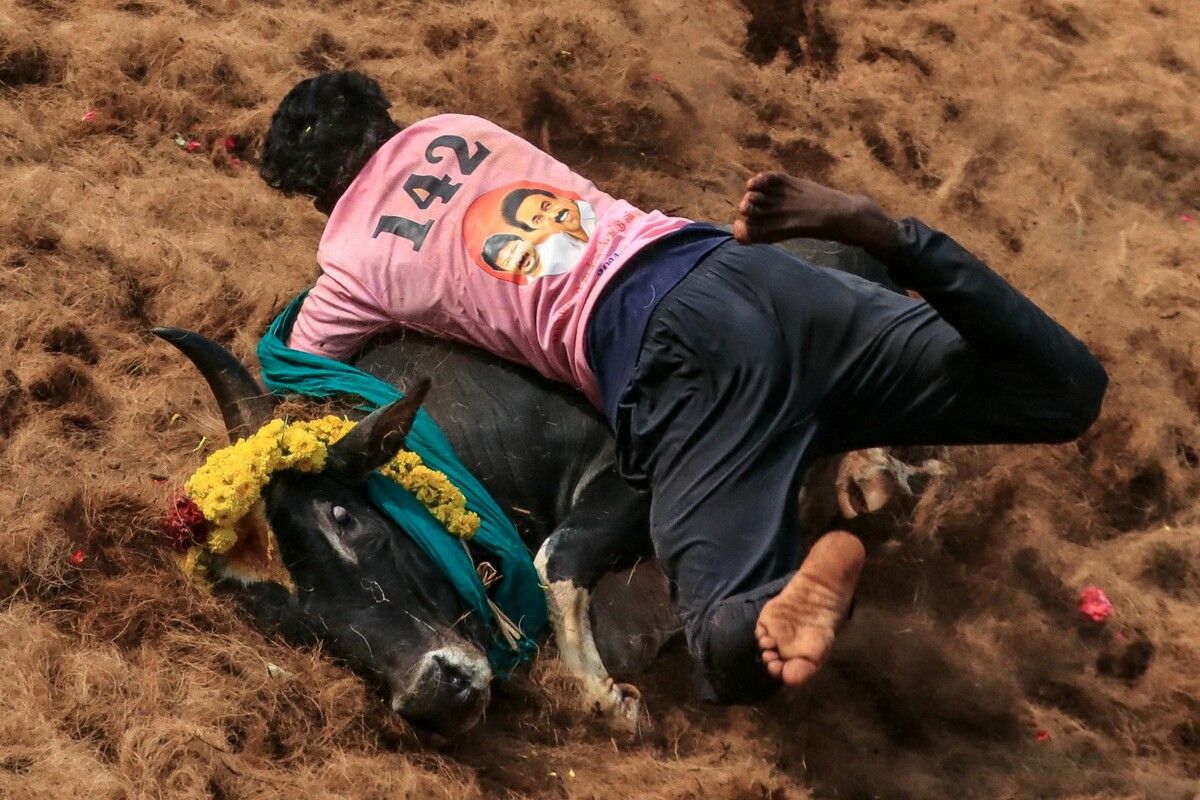 Ein Teilnehmer des jährlichen Stierzähmungsfestivals „Jallikattu“ im Dorf Palamedu am Stadtrand von Madurai in Indien versucht einen Stier zu zähmen. AFP