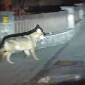 Streunender Wolf schreckt Bludenz