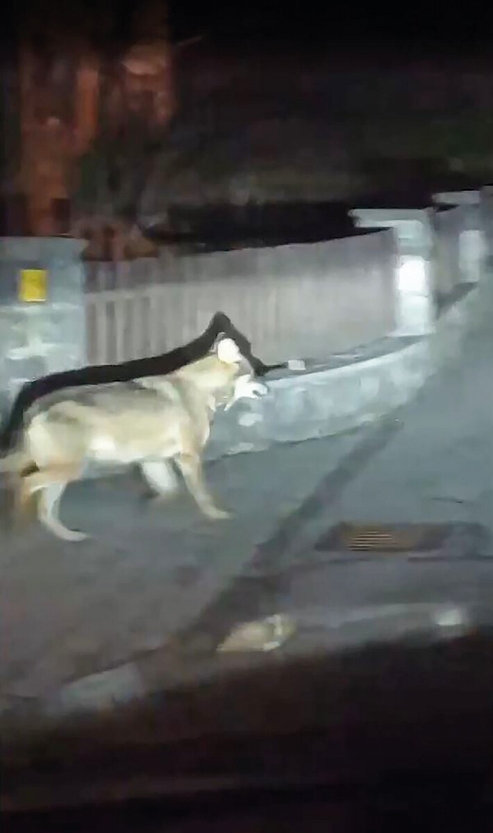 Ein Wolf spaziert durch Bludenz. Noch muss die Identität des Beutegreifers allerdings bestätigt werden. Jagschitz