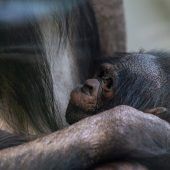 Nachwuchs bei Bonobos