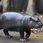 Mikolas auf Zoo-Tour