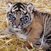 Tiger-Baby heißt Kala