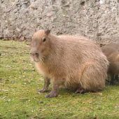 Putzige Capybaras