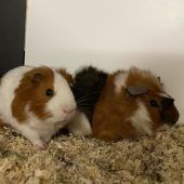 Verschmuster „Willi“ sucht liebe Besitzer