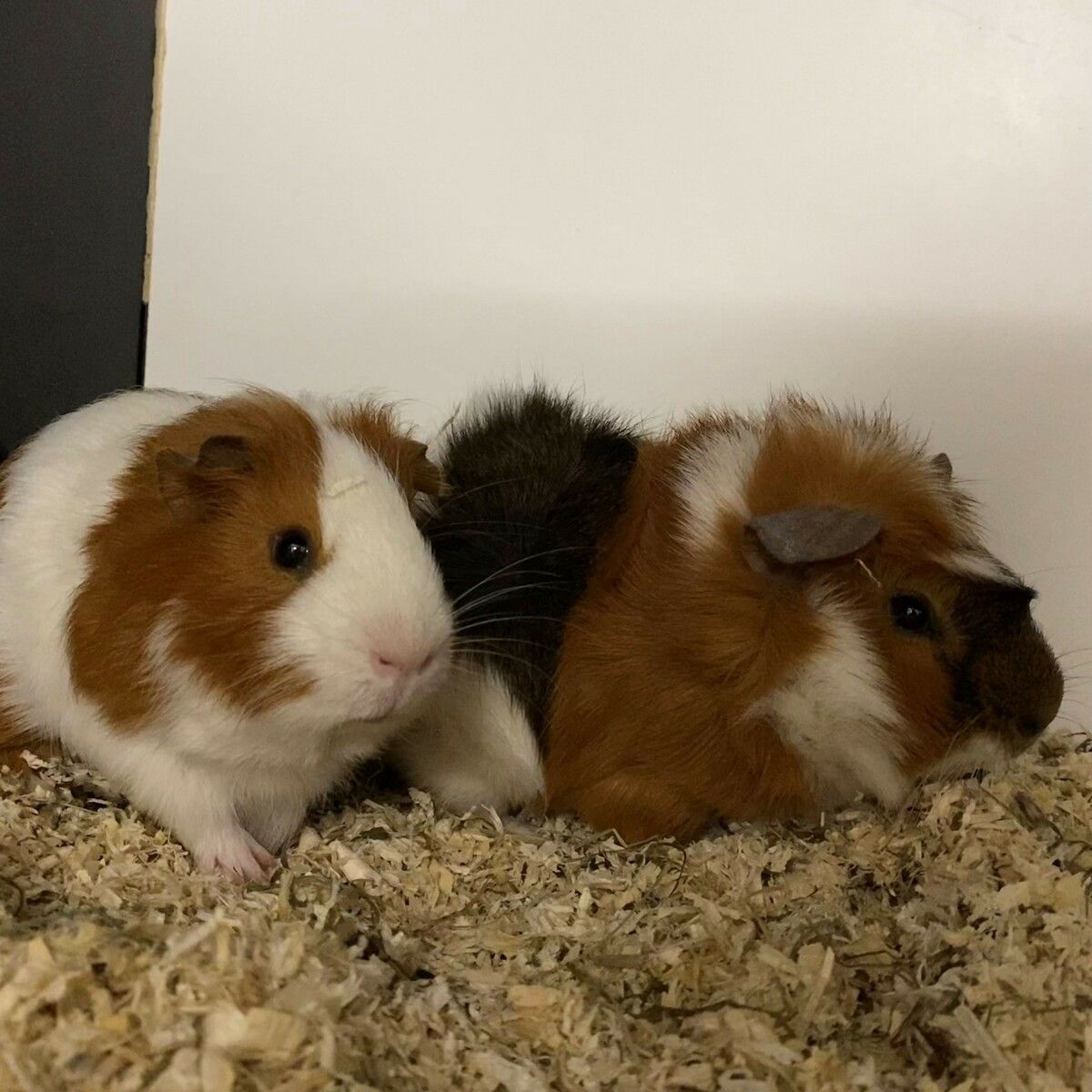 Flauschi und Flocke wollen gemeinsam leben.