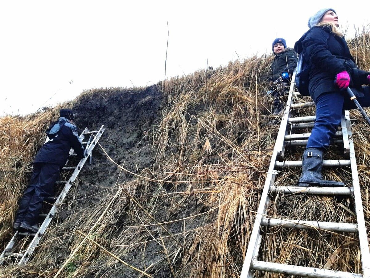 Freiwillige beim Pflegeeinsatz an der Rheinmündung. Naturschutzbund
