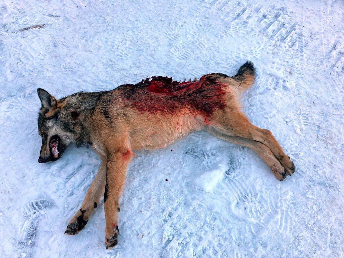Für den Wolf kam jede Hilfe zu spät. „Die Züge kommen dort so schnell und leise daher. Ich denke, er hat da nicht viel mitbekommen“, meint Jäger Oliver Scherer. Scherer