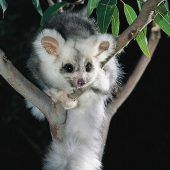 Australiens „fliegende Koalas“
