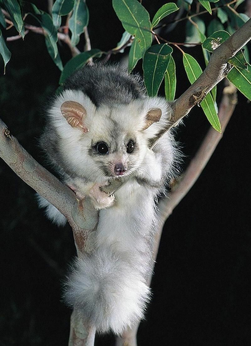 „Greater Glider“ gehören zu den am stärksten bedrohten Säugetieren.