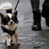 Südtirol startet Gendatenbank für Hunde wegen Kothäufchen