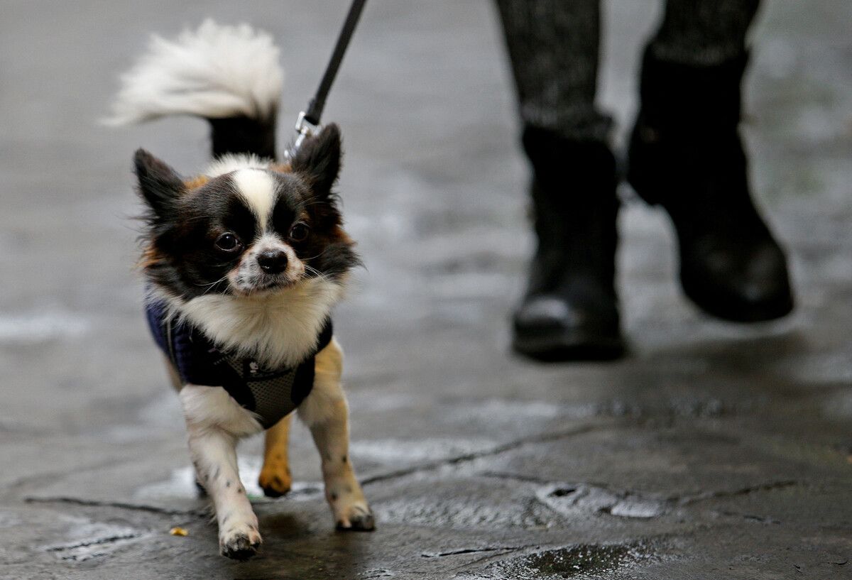 Hunde von Touristen sind von der Regelung ausgenommen. reuters