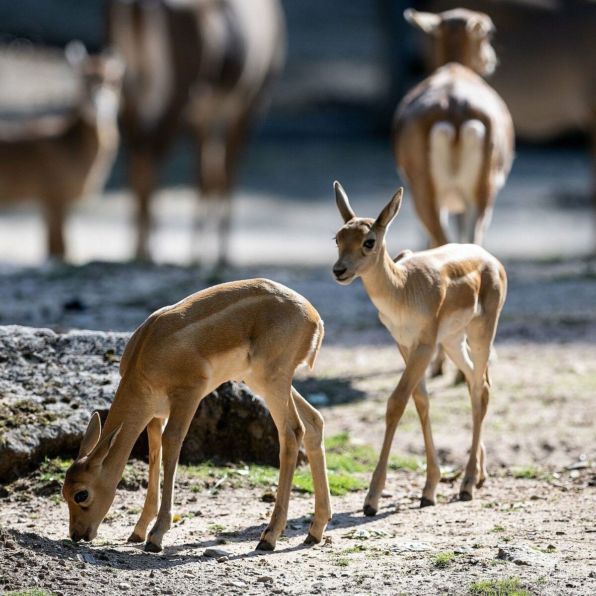 Mit den beiden Jungtieren leben im Tiergarten in Nürnberg 13 Hirschziegenantilopen. 