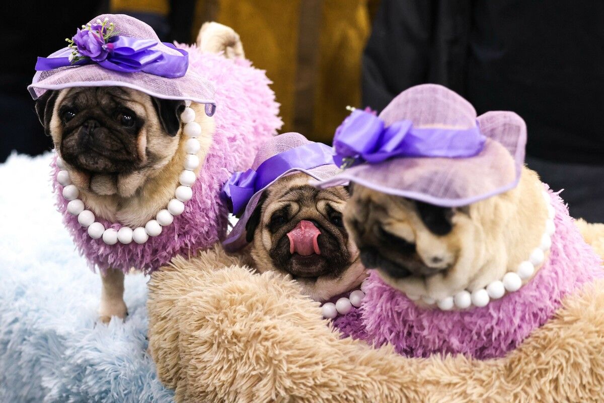 Möpse nehmen an der jährlichen „Meet the Breeds“-Veranstaltung des American Kennel Club im Javits Convention Center in New York teil. AFP