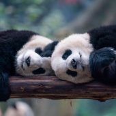 Pandakinder müde vom Spielen