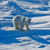 Erstmals Vogelgrippe bei Eisbär nachgewiesen