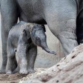 Süßer Baby-Elefant