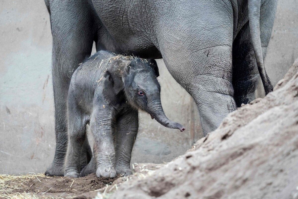A newborn female elephant calf stands next to its mother, 16-year-old Asian elephant Maha Kumari at the zoo in Copenhagen, Denmark, on February 20, 2024. In the night to Tuesday, Asian elephant Maha Kumari gave birth to the calf. Fahim, born in 2005, is the father. A newborn elephant weighs 70-90 kg at birth. (Photo by Ida Marie Odgaard / Ritzau Scanpix / AFP) / Denmark OUT
