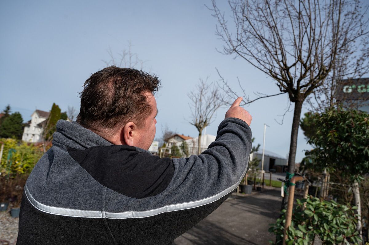 Aufgrund der milden Temperaturen treibt schon vieles im Garten aus.