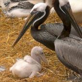 Schwules Pelikanpärchen im Familienglück
