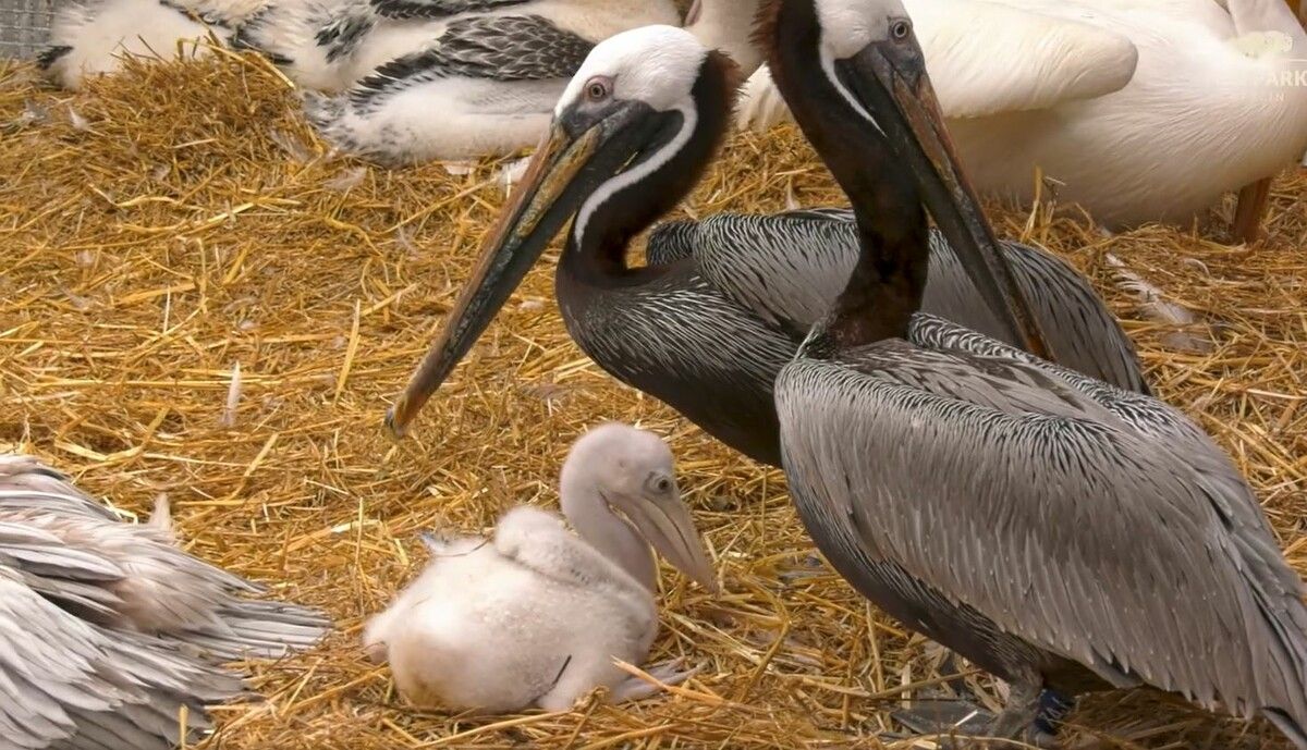„Charlie Brown“ und „Halle“ kümmern sich laut Zoo vorbildlich um das Küken. Tierpark