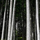 EU-Naturgesetz auf Schiene