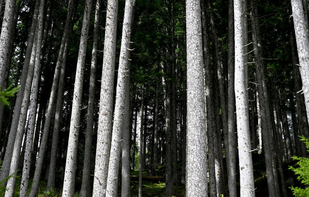 Das EU-Renaturierungsgesetz sieht unter anderem vor, dass Wälder aufgeforstet und Moore wieder vernässt werden. APA