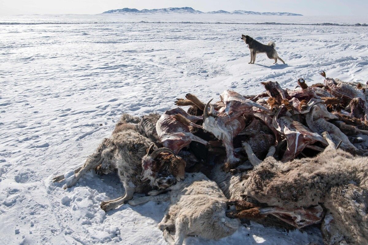 Das Wetterphänomen „Dzud“ wütet in der Mongolei. Aufgrund der ex­tremen Kälte und der Schneefälle sind diesen Winter schon mehr als 1,5 Millionen Herdentiere verendet. AFP