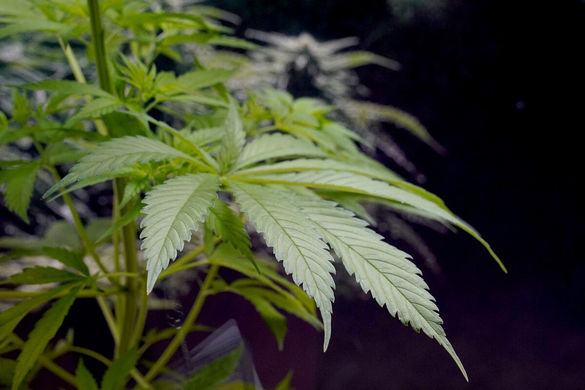 Der Konsum von Cannabis wird in Deutschland bald legal. Die Maßnahme soll laufend evaluiert werden. ap